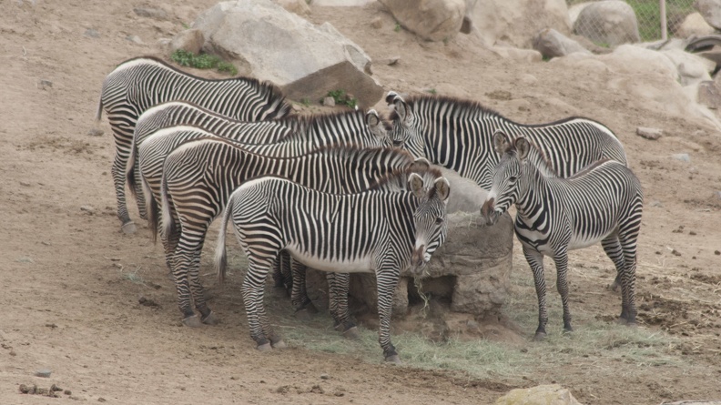 321-0837 Safari Park - Grevy_s Zebras.jpg